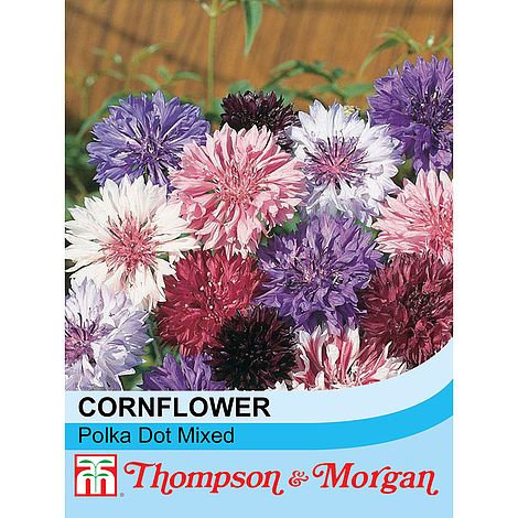 Cornflower Polka Dot Mixed Flower Seeds