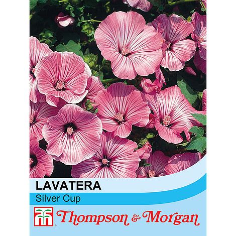 Lavatera Silver Cup Flower Seeds