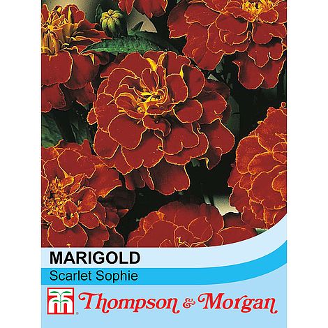 Marigold Scarlet Sophie (French) Flower Seeds