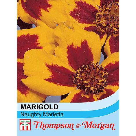 Marigold Naughty Marietta (French) Flower Seeds
