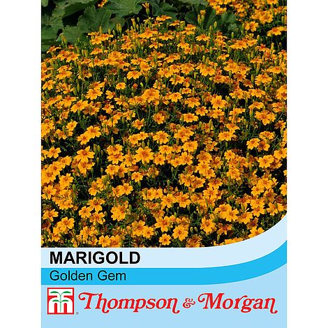 Tagetes Golden Gem Flower Seeds