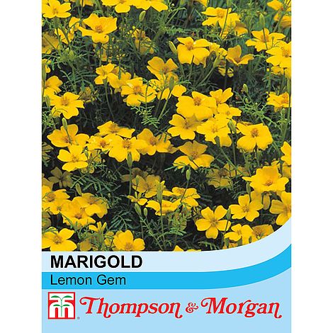 Tagetes Lemon Gem Flower Seeds