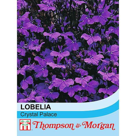 Lobelia Crystal Palace Flower Seeds