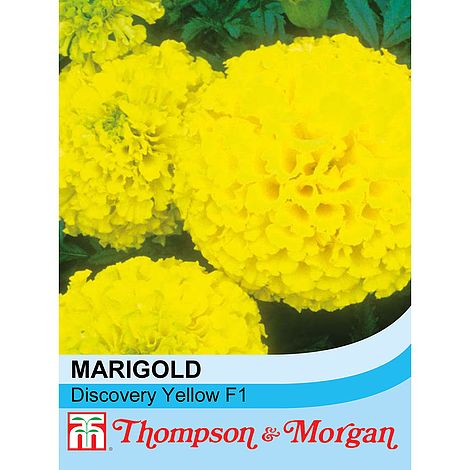 Marigold Discovery Yellow Flower Seeds