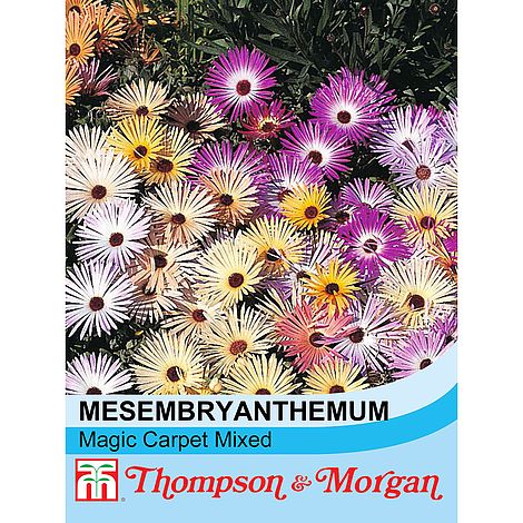 Mesembryanthemum Magic Carpet Mixed Flower Seeds