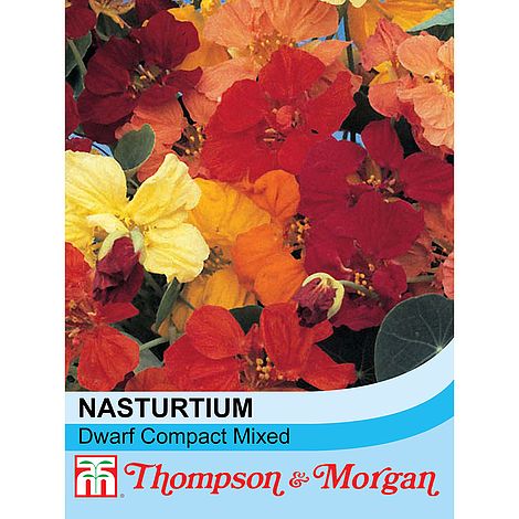 Nasturtium Dwarf Compact Mixed Flower Seeds