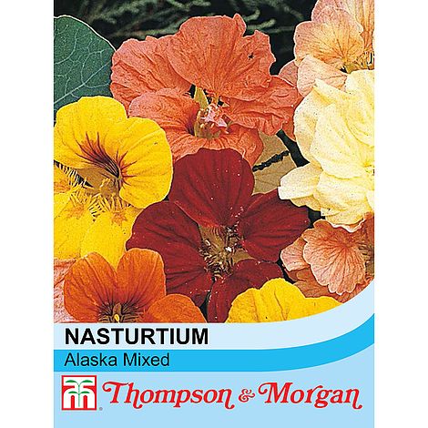 Nasturtium Alaska Mixed Flower Seeds
