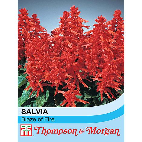 Salvia Blaze of Fire Flower Seeds