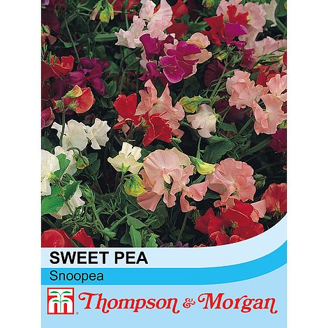 Sweet Pea Snoopea Flower Seeds