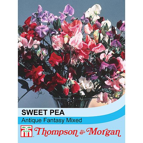 Sweet Pea Antique Fantasy Mixed Flower Seeds