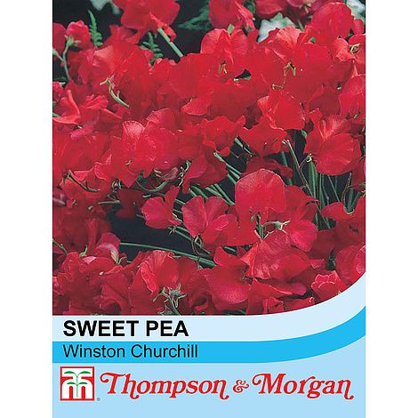 Sweet Pea Winston Churchill Flower Seeds