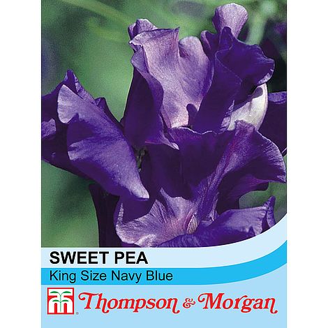 Sweet Pea King Size Navy Blue Flower Seeds