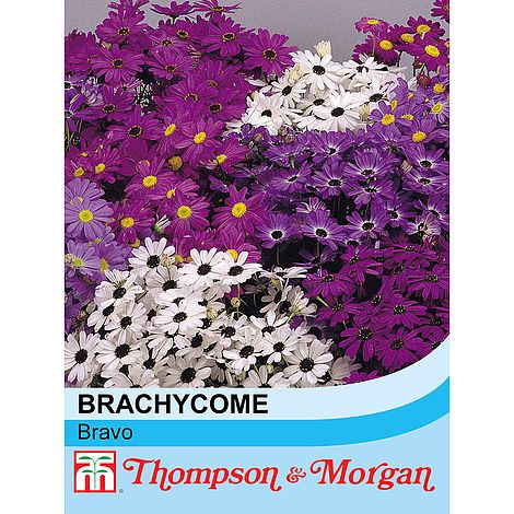 Brachycome Bravo Flower Seeds