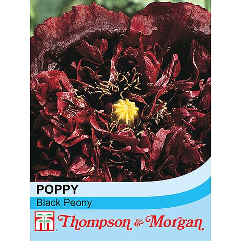 Poppy Black Paeony Flower Seeds