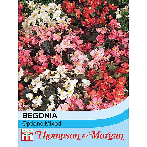 Begonia Semperflorens Options Mixed Flower Seeds