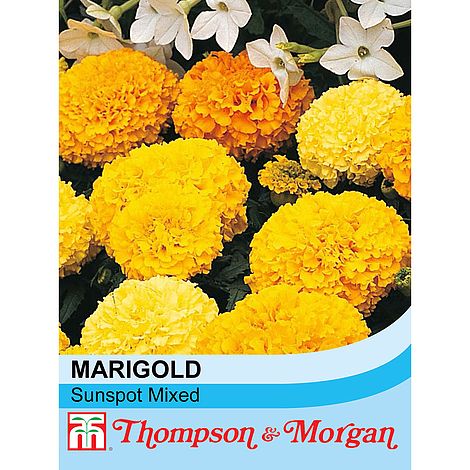 Marigold Sunspot Mixed Flower Seeds