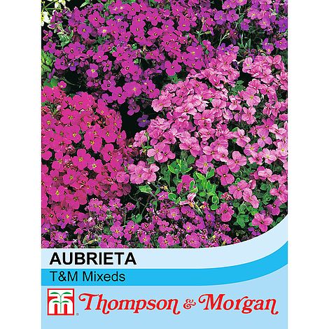 Aubrieta T&M Hybrids Mixed Flower Seeds