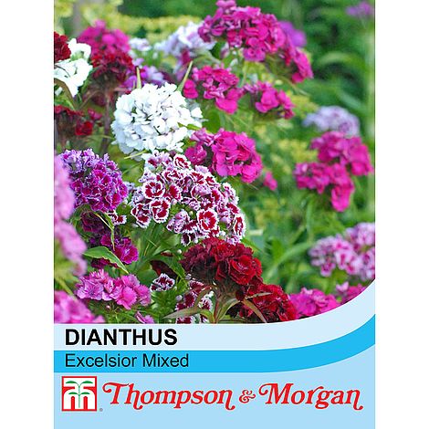 Sweet William (Dianthus) Excelsior Mixed Flower Seeds