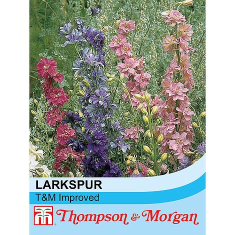 Larkspur T&M Improved Mixed Flower Seeds