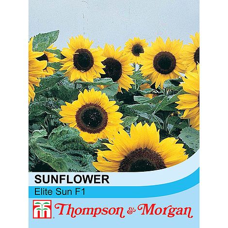 Sunflower Elite Sun F1 Hybrid Flower Seeds