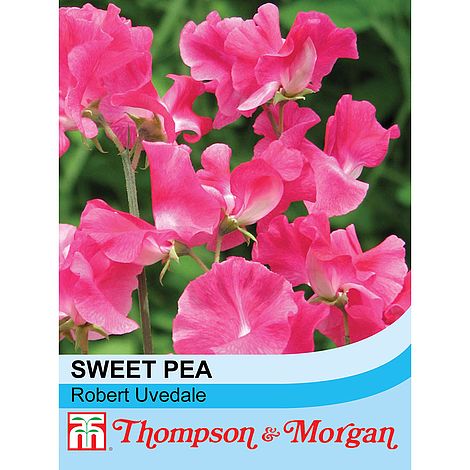 Sweet Pea Robert Uvedale Flower Seeds