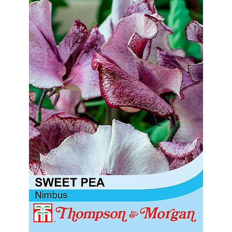 Sweet Pea Nimbus Flower Seeds