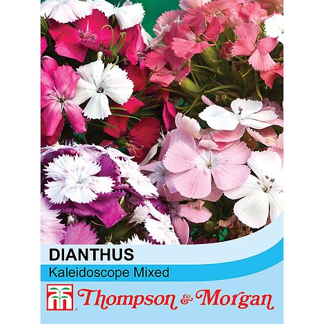 Sweet William (Dianthus) Kaleidoscope Mixed Flower Seeds