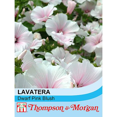 Lavatera Dwarf Pink Blush Flower Seeds
