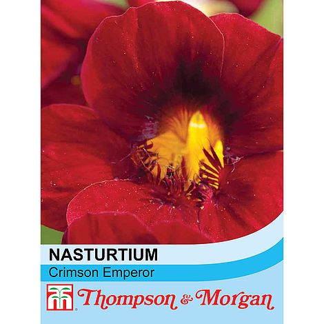 Nasturtium Crimson Emperor Flower Seeds