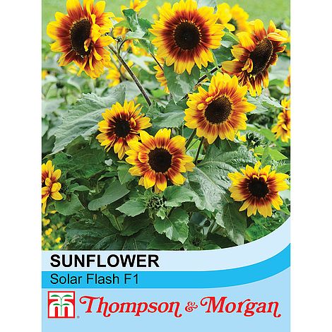 Sunflower Solar Flash F1 Hybrid Flower Seeds
