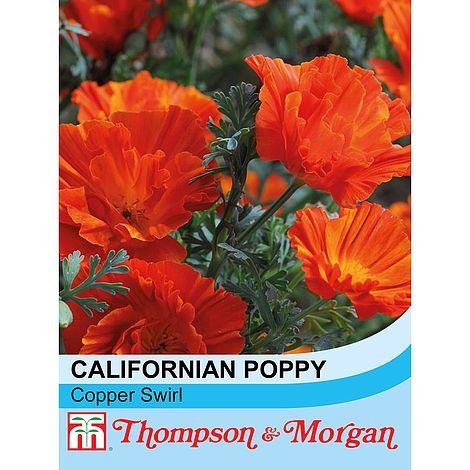 Californian Poppy Copper Swirl Flower Seeds
