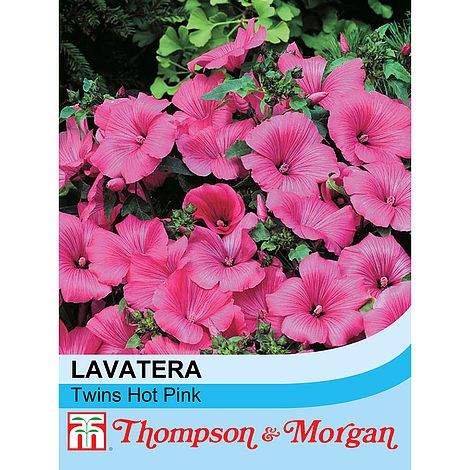 Lavatera Twins Hot Pink Flower Seeds