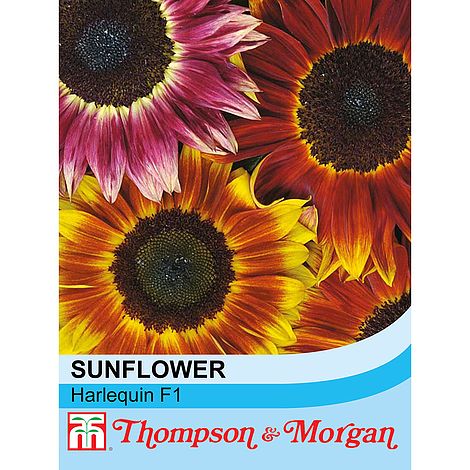 Sunflower Harlequin Mix F1 Hybrid Flower Seeds
