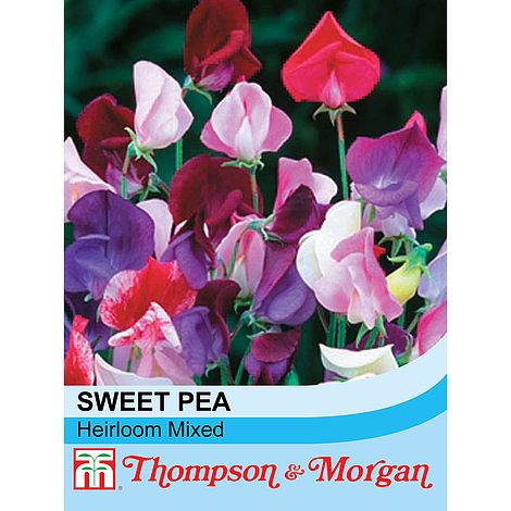 Sweet Pea Heirloom Mix Flower Seeds