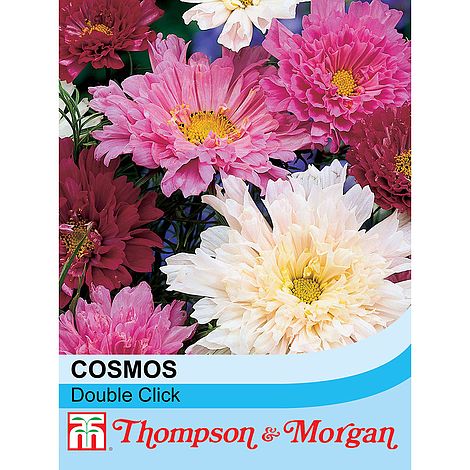 Cosmos Double Click Flower Seeds