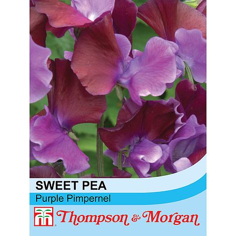 Sweet Pea Purple Pimpernel Flower Seeds