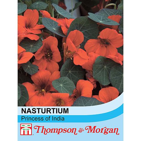 Nasturtium Princess of India Flower Seeds