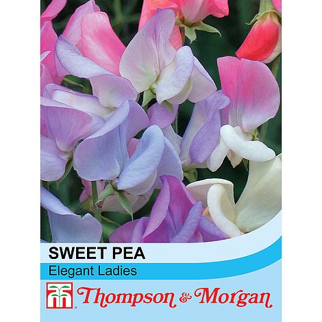 Sweet Pea Elegant Ladies Flower Seeds