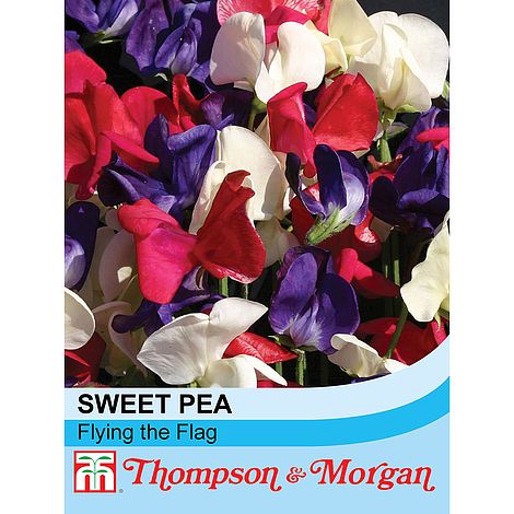Sweet Pea Flying the Flag Flower Seeds