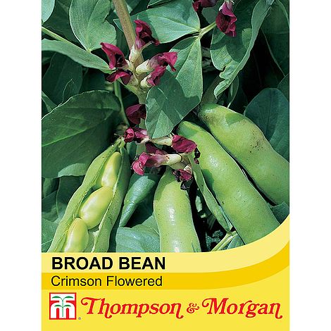 Broad Bean Crimson Flowered Seeds