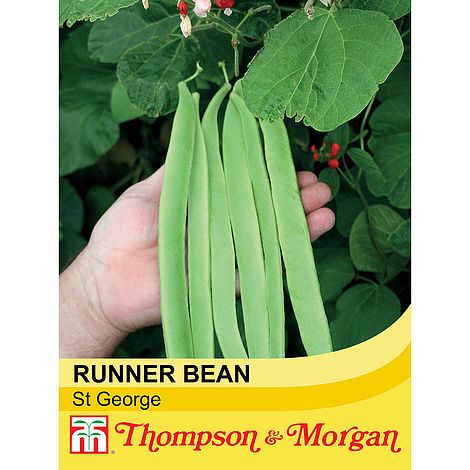 Runner Bean St George Seeds