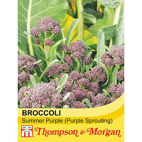 Broccoli Sprouting Summer Purple Seeds