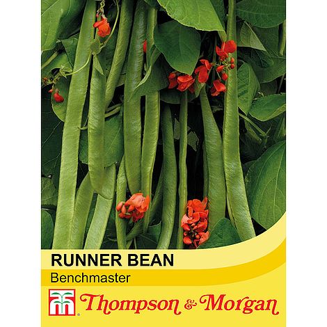 Runner Bean Benchmaster Seeds