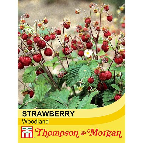 Strawberry Woodland Seeds