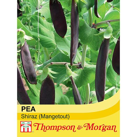 Mangetout Shiraz Seeds