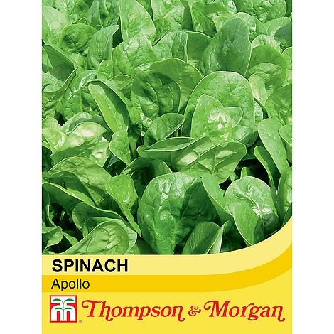 Spinach Apollo Seeds