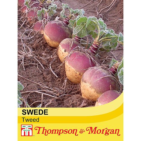 Swede Tweed Seeds
