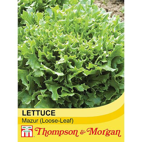 Lettuce Mazur Seeds