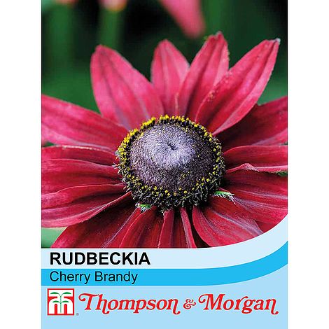 Rudbeckia Cherry Brandy Flower Seeds