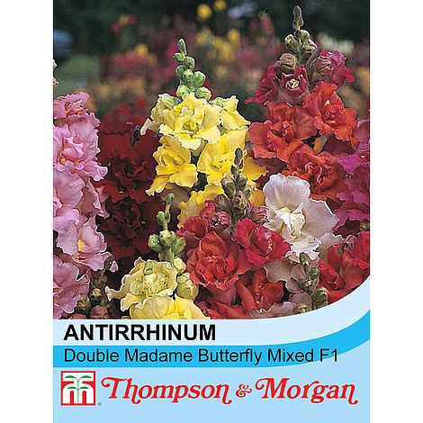 Antirrhinum Double Madam Butterfly Mixed Flower Seeds